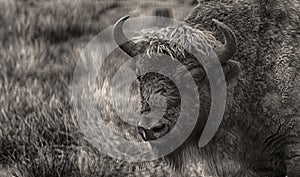 A majestic bison stands in an open-air cage in Belovezhskaya Pushcha in sepia style