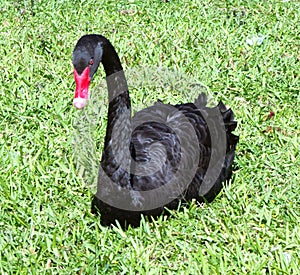 A stunning black Mute Swan resting on the shore of a Florida lake.