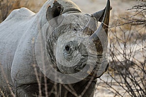 Majestic black rhino in Etosha National Park