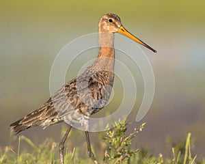 Majestic Black-tailed Godwit wader bird walking while looking in
