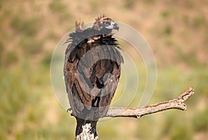 A majestic black vulture in a national park