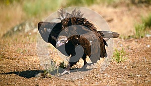 A majestic black vulture in a national park