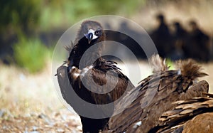 A majestic black vulture in a national park