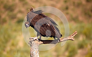 A majestic black vulture in a national park