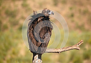 A majestic black vulture in a national park