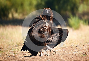 A majestic black vulture in a national park