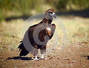 A majestic black vulture in a national park