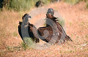 A majestic black vulture in a national park