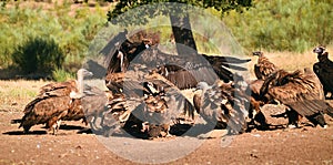 A majestic black vulture in a national park