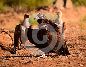 A majestic black vulture in a national park