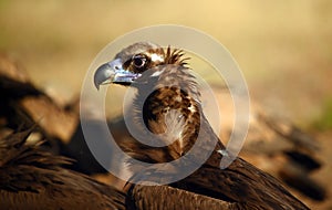 A majestic black vulture in a national park