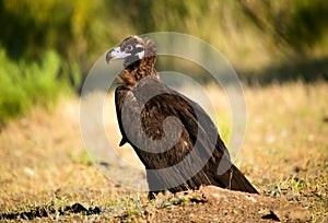 A majestic black vulture in a national park