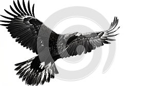 Majestic black and white eagle in flight captured in still motion, showcasing power and grace. perfect for nature themes