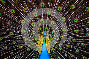 Majestic In Blue And Gold