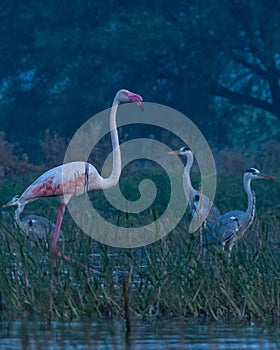 flamingo. . . In Frame : Greater flaming photo