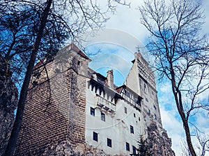 Majestic Bran castle in Romania stands in a lush, green landscape, surrounded by tall trees