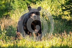 Majestic brown bear standing in forest in summer on a sunny day.