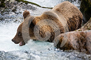 Majestic brown bear standing in river during summer.