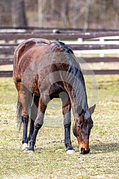 Majestic brown horse leisurely grazing in a lush green meadow, enclosed by a wooden fence