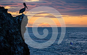 A majestic brown pelican silhouetted against a fiery orange sunset, perched on a rocky cliff overlooking a vast ocean.