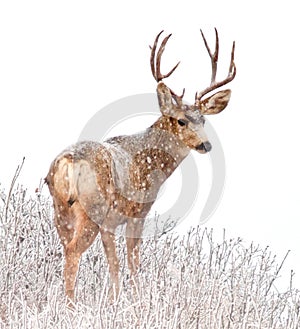 Majestic Buck Deer in the snow