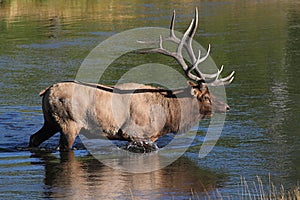 Majestic Bull Elk