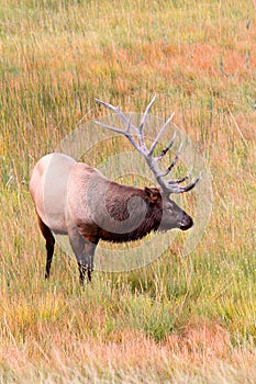 Majestic Bull Elk