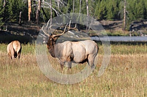 Majestic Bull Elk Bugling