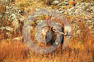 Majestic Bull Moose - Eating Willow