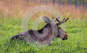 Majestic bull moose resting