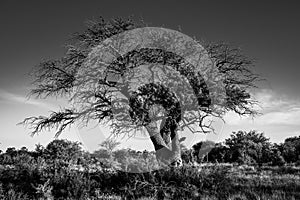 Majestic Calden. Dramatic and old tree of Patagonia