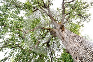 Majestic Californian valley oak or roble tree, estimated 500 years old photo