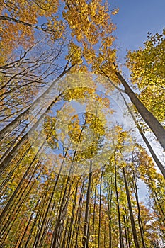 Majestic Canopy Colors in the Fall