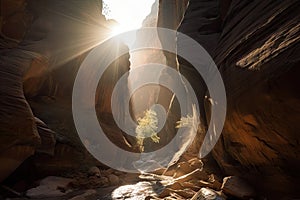 majestic canyon, with the sun shining through the canyon walls, creating a natural lightshow photo