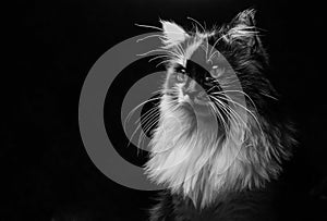 Majestic cat on a dark background