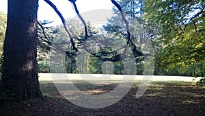 Majestic cedar of Lebanon in a park in Touraine photo