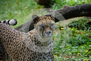 Majestic cheetah surveying its surroundings with an inquisitive gaze