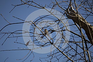 Majestic Chipping Sparrow