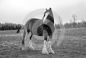 Majestic Clydesdale horse