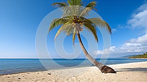 Majestic Coconut Tree on Sandy Beach