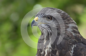 majestic common buzzard
