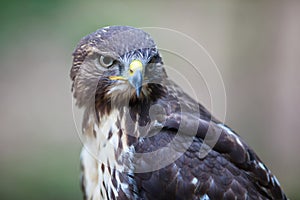 Majestic common buzzard