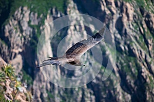 Majestic Condor flying over the colca Canyon in chivay, Peru looking for dead prey