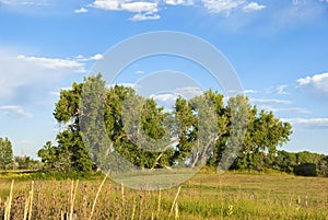 Majestic Cottonwood Trees in Late Afternoon