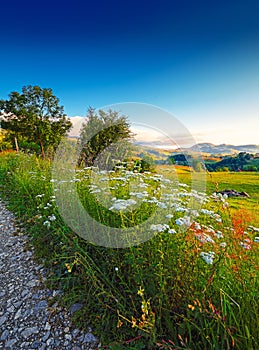 Majestic countryside landscape with forested hills and grassy meadows in mountains