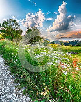 Majestic countryside landscape with forested hills and grassy meadows in mountains