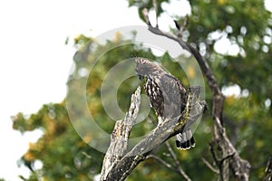 Majestic Crested Hawk Eagle in Bandipur National park