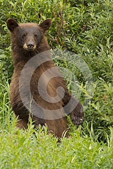 Majestic Curious Cinnamon black Bear