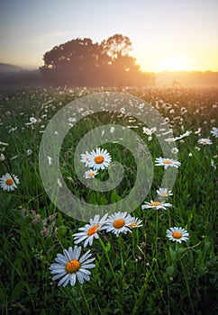 Majestic daisy field and beautiful summer sunset