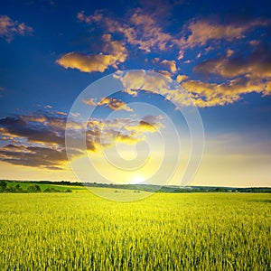 Majestic dawn and blue sky with clouds over summer wheat field